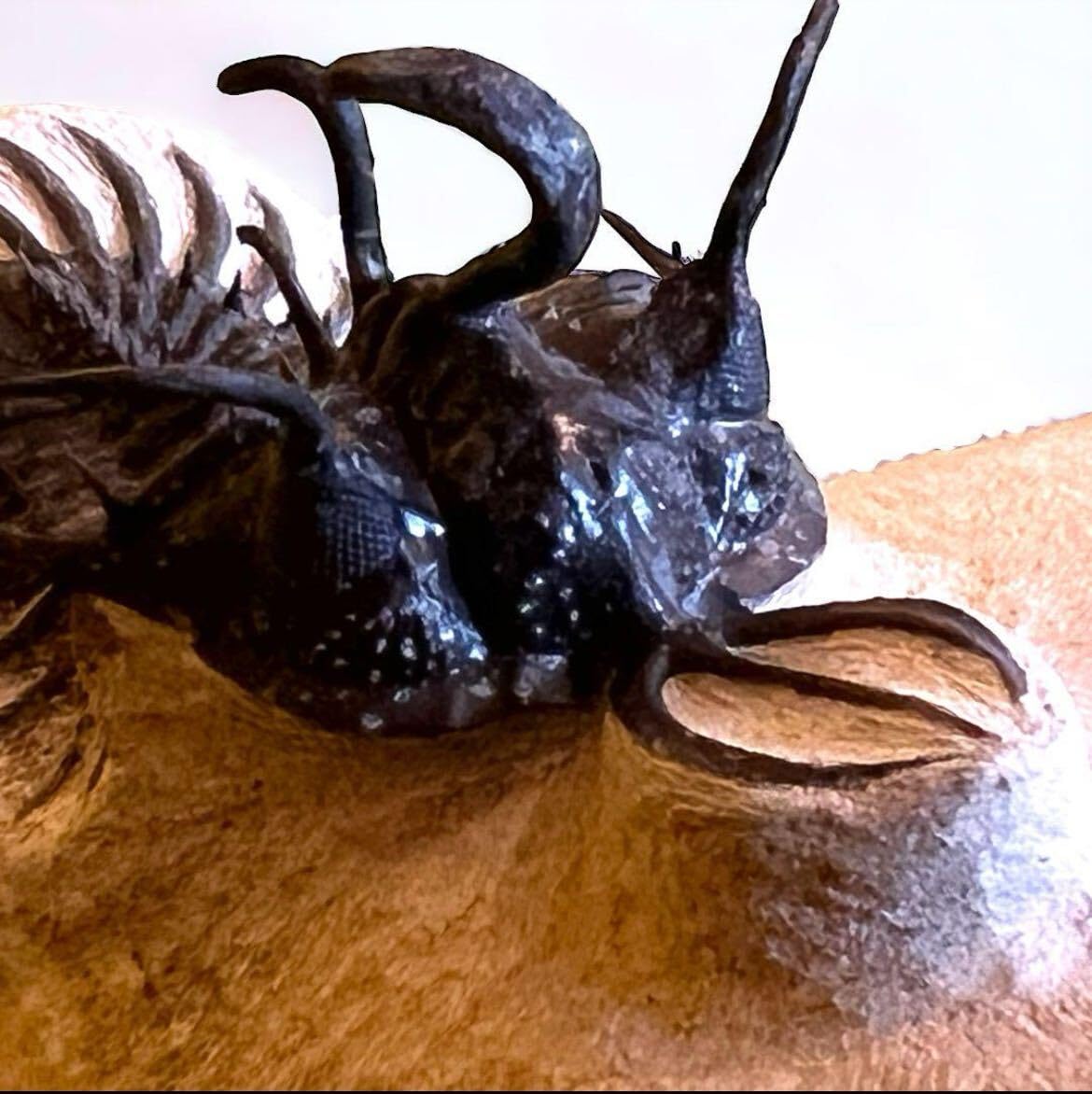 Amazon | WalliseropsLindoeiモロッコの三葉虫化石 303 | 化石・発掘